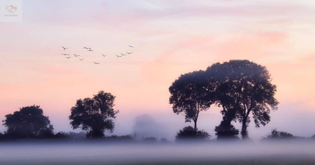 morning blessings trees