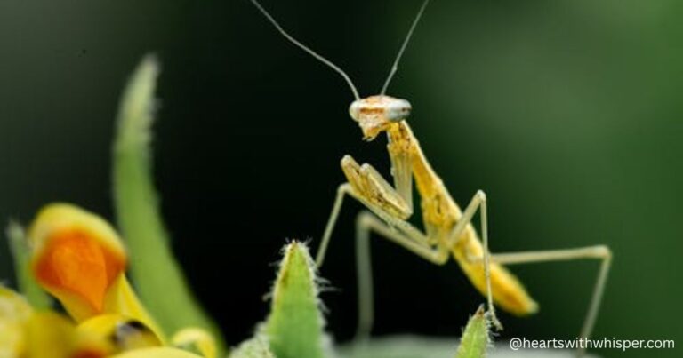 what do praying mantis need to survive (1)