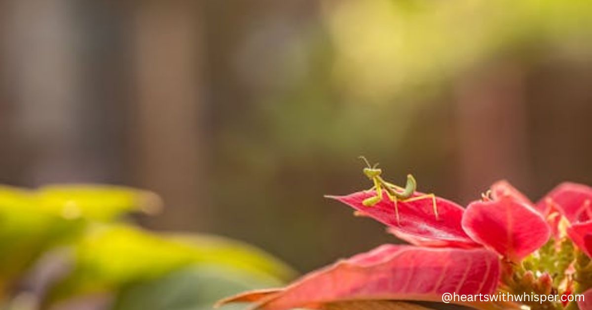 what do praying mantis need to survive (2)