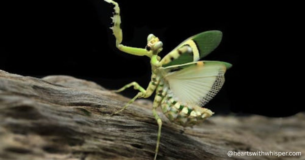what do praying mantis need to survive